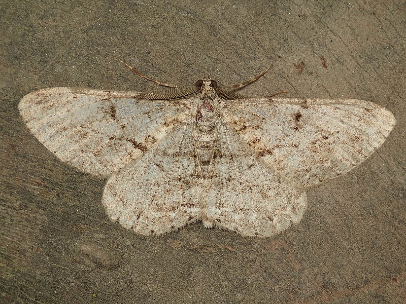 Geometridae: Peribatodes rhomboidaria ?  S !